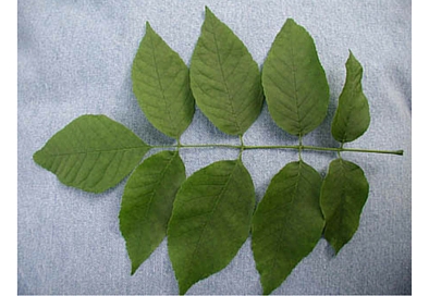 NF ash tree leaf.jpg